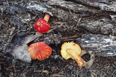 Pluteus aurantiorugosus