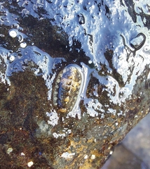 Rhyssoplax olivacea