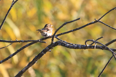 Emberiza rustica