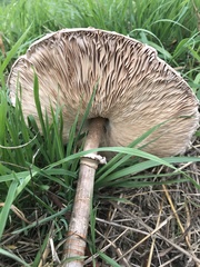Macrolepiota procera