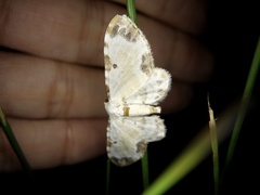 Tyloptera bella bella
