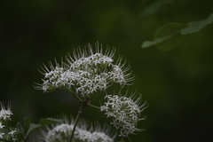 Pavetta hongkongensis