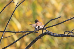 Emberiza rustica