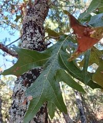 Quercus laevis
