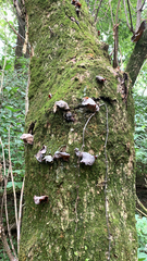 Auricularia cornea