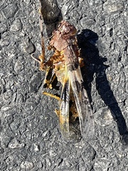 Trimerotropis pallidipennis