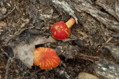 Pluteus aurantiorugosus