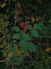 Thalictrum dasycarpum