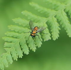 Condylostylus comatus