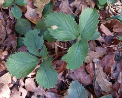 Fragaria virginiana