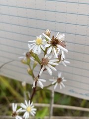 Symphyotrichum urophyllum