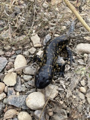 Ambystoma tigrinum