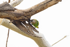 Poicephalus cryptoxanthus