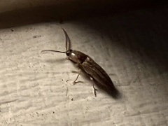 Elateridae