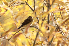 Emberiza pusilla