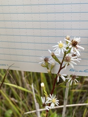Symphyotrichum urophyllum