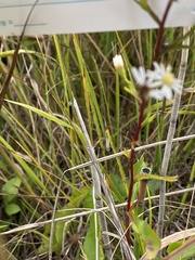 Symphyotrichum urophyllum