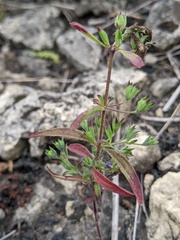 Trichostema brachiatum