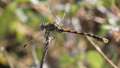 Onychogomphus uncatus
