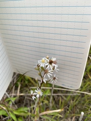 Symphyotrichum urophyllum