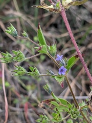 Trichostema brachiatum