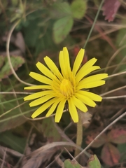 Taraxacum serotinum