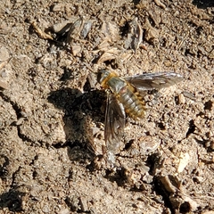 Poecilanthrax arethusa