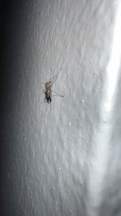 Aedes notoscriptus