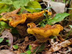 Phaeolus