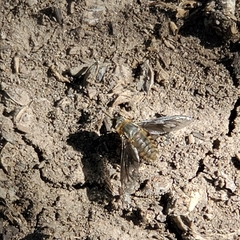 Poecilanthrax arethusa