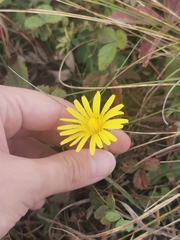Taraxacum serotinum