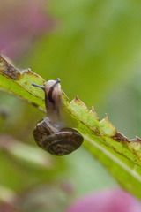 Hygromia cinctella