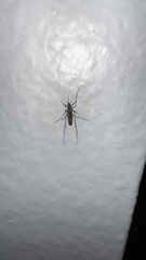 Aedes notoscriptus