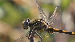 Onychogomphus uncatus