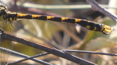 Onychogomphus uncatus