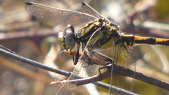 Onychogomphus uncatus