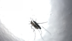 Aedes notoscriptus