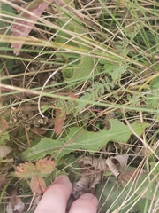 Taraxacum serotinum
