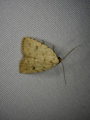 Anachrostis nigripunctalis