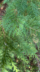 Chamaecyparis lawsoniana