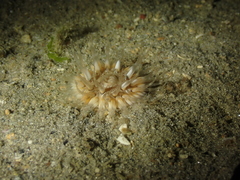 Alloteuthis subulata