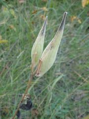 Asclepias ovalifolia