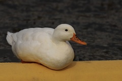 Anas platyrhynchos