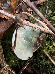 Stropharia aeruginosa