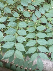 Aralia