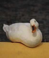 Anas platyrhynchos