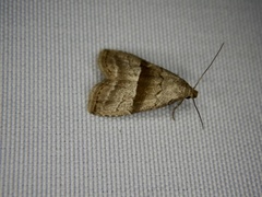 Hypenodes rectifascia