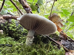 Stropharia aeruginosa