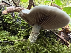 Stropharia aeruginosa