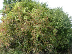 Rosa canina